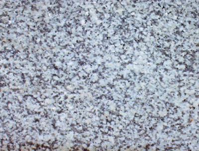 ���ֻ����